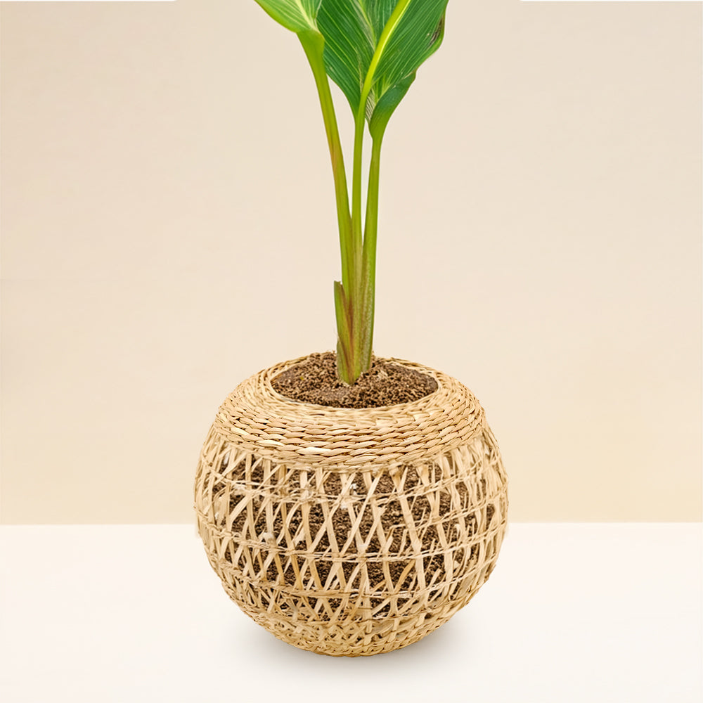 Glass Vase With Seagrass Weaving Kitchen And Dining
